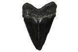 Serrated, Juvenile Megalodon Tooth - South Carolina #375943-1